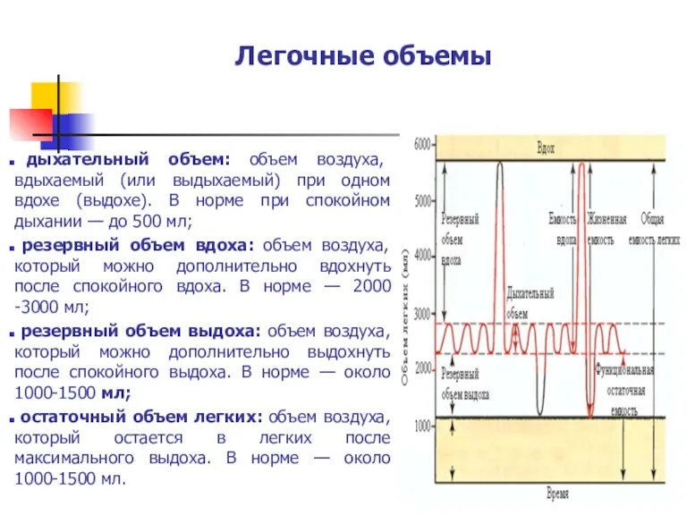 Легочные объемы дыхательный объем: объем воздуха, вдыхаемый (или выдыхаемый) при