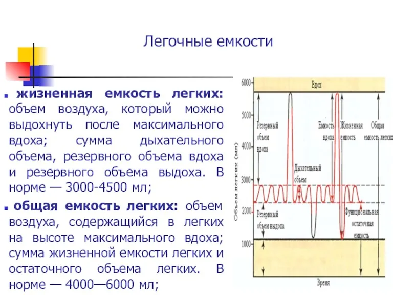 Легочные емкости жизненная емкость легких: объем воздуха, который можно выдохнуть