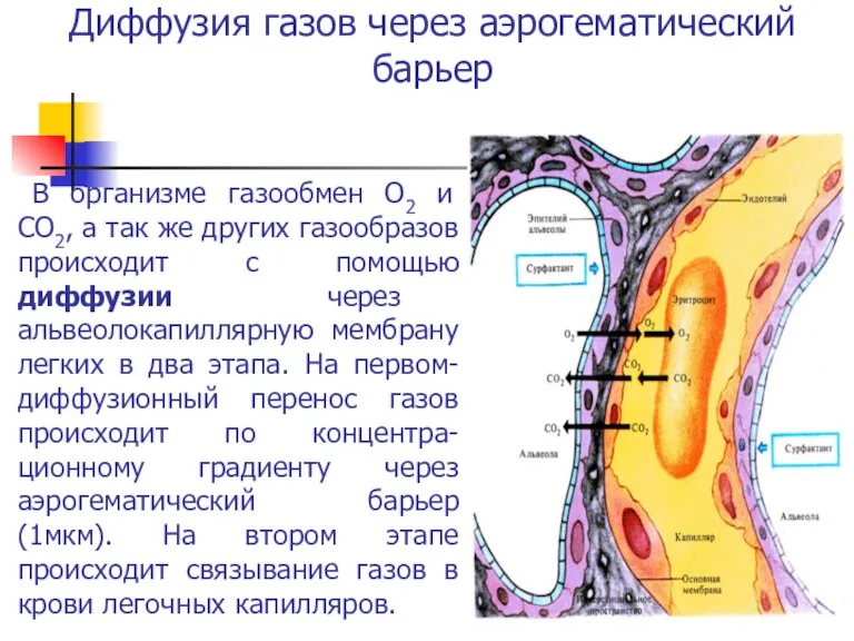 Диффузия газов через аэрогематический барьер В организме газообмен О2 и