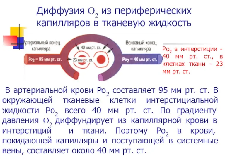 Диффузия О2 из периферических капилляров в тканевую жидкость В артериальной