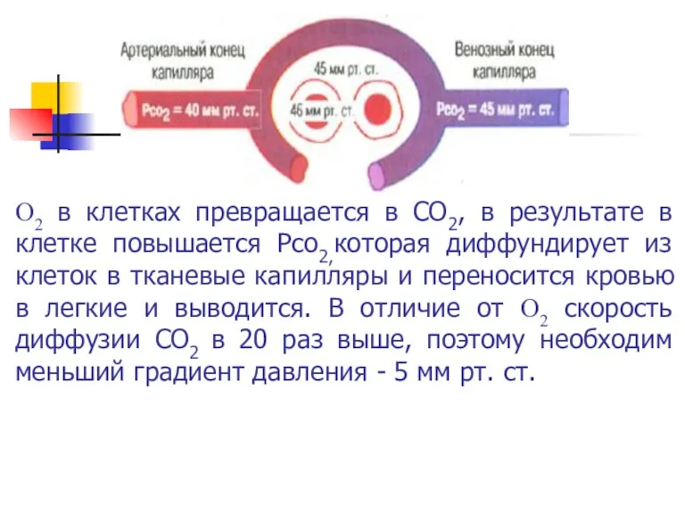 О2 в клетках превращается в СО2, в результате в клетке