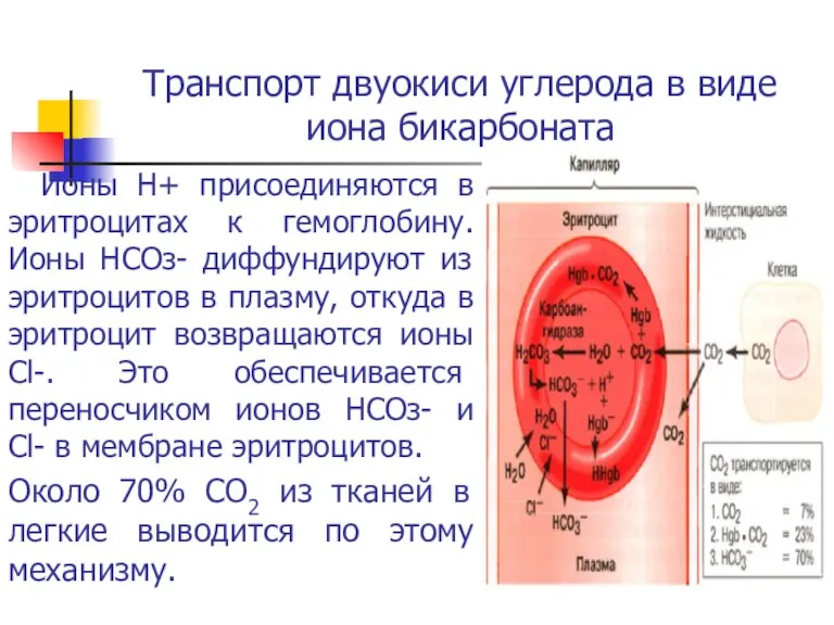 Транспорт двуокиси углерода в виде иона бикарбоната Ионы H+ присоединяются