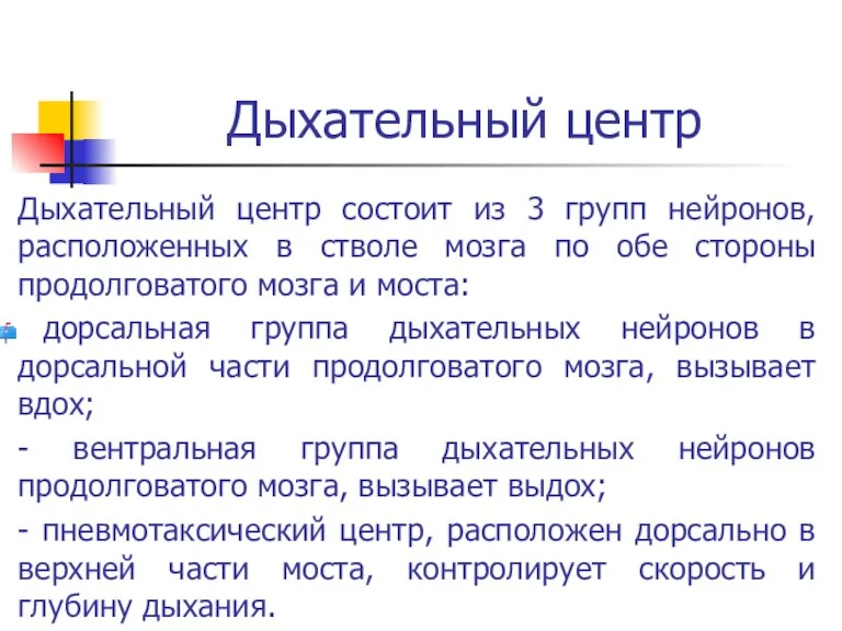 Дыхательный центр Дыхательный центр состоит из 3 групп нейронов, расположенных