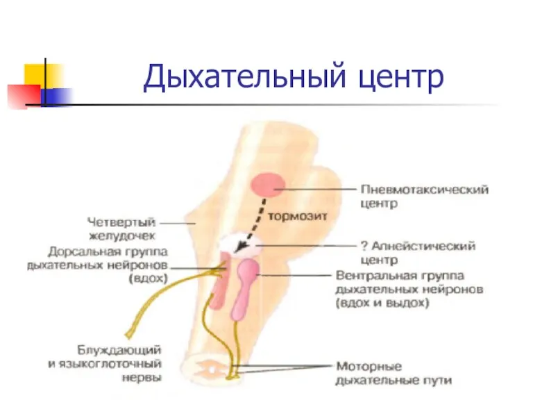 Дыхательный центр