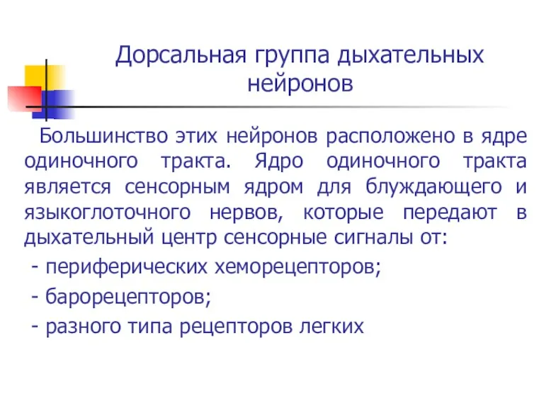 Дорсальная группа дыхательных нейронов Большинство этих нейронов расположено в ядре