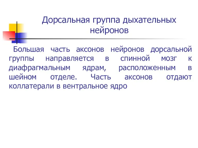 Дорсальная группа дыхательных нейронов Большая часть аксонов нейронов дорсальной группы