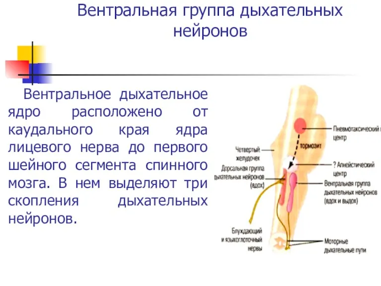 Вентральная группа дыхательных нейронов Вентральное дыхательное ядро расположено от каудального