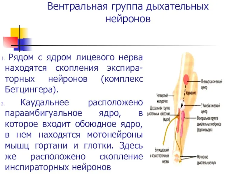 Вентральная группа дыхательных нейронов Рядом с ядром лицевого нерва находятся