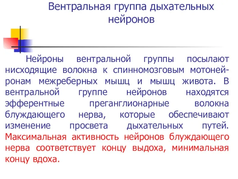 Вентральная группа дыхательных нейронов Нейроны вентральной группы посылают нисходящие волокна