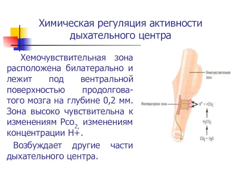 Химическая регуляция активности дыхательного центра Хемочувствительная зона расположена билатерально и