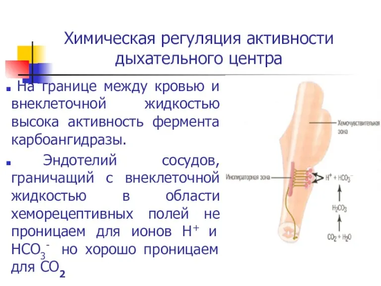 Химическая регуляция активности дыхательного центра На границе между кровью и