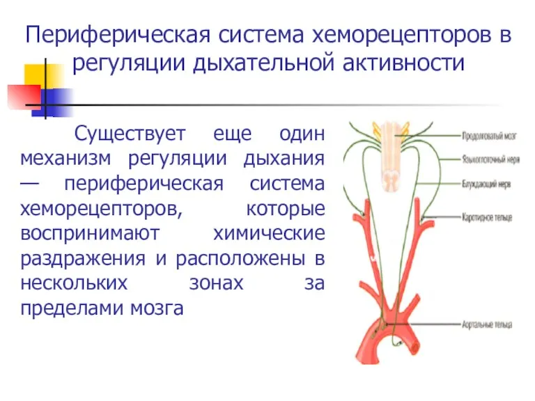 Периферическая система хеморецепторов в регуляции дыхательной активности Существует еще один