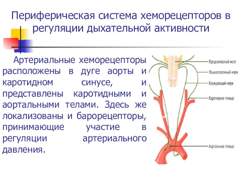 Периферическая система хеморецепторов в регуляции дыхательной активности Артериальные хеморецепторы расположены