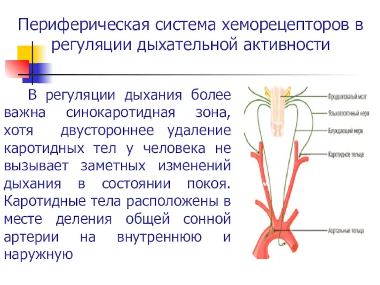 Периферическая система хеморецепторов в регуляции дыхательной активности В регуляции дыхания