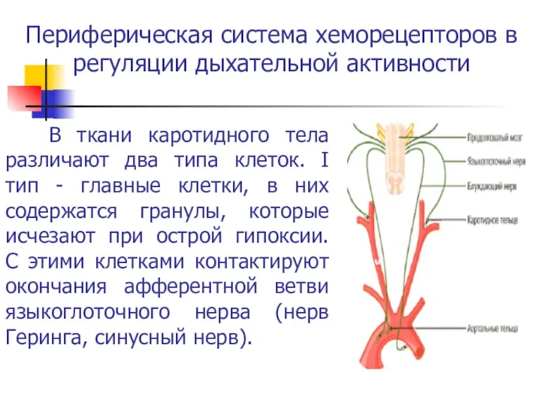 Периферическая система хеморецепторов в регуляции дыхательной активности В ткани каротидного