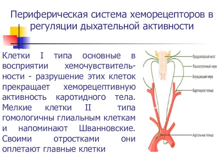 Периферическая система хеморецепторов в регуляции дыхательной активности Клетки I типа