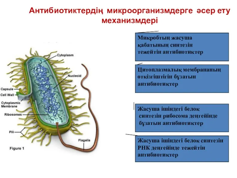 Антибиотиктердің микроорганизмдерге әсер ету механизмдері Микробтың жасуша қабатының синтезін тежейтін