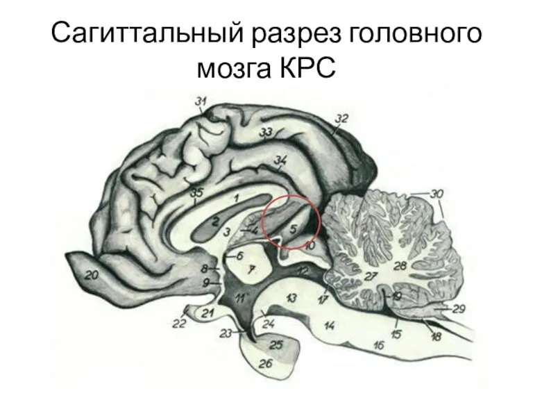 Сагиттальный разрез головного мозга КРС