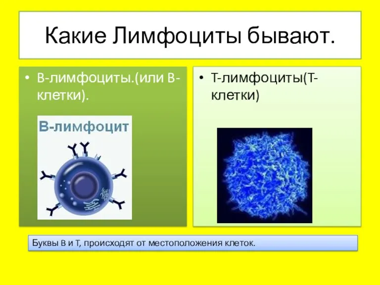 Какие Лимфоциты бывают. B-лимфоциты.(или B-клетки). T-лимфоциты(T-клетки) Буквы B и T, происходят от местоположения клеток.