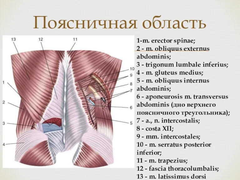 Поясничная область 1-m. erector spinae; 2 - m. obliquus externus