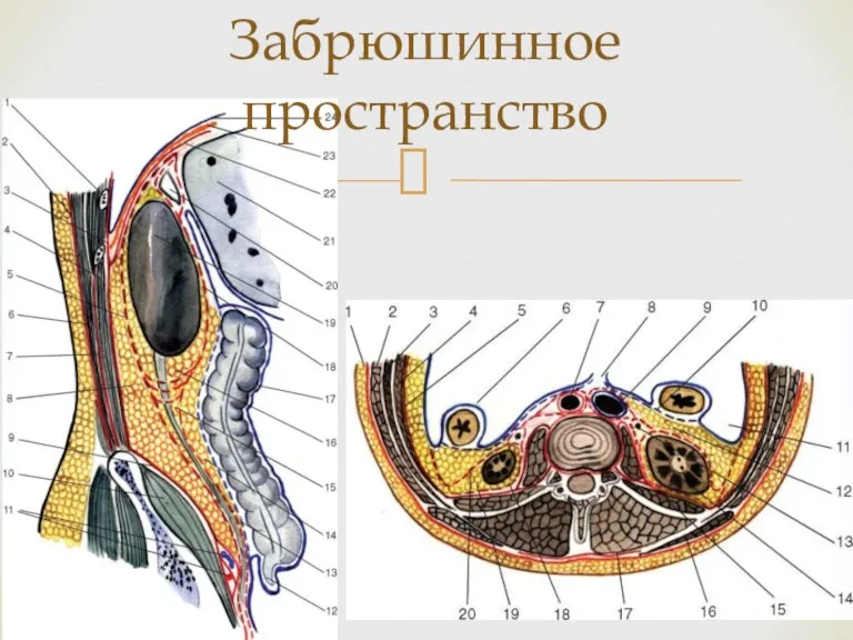 Забрюшинное пространство