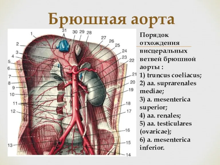 Брюшная аорта Порядок отхождения висцеральных ветвей брюшной аорты : 1) truncus coeliacus; 2)