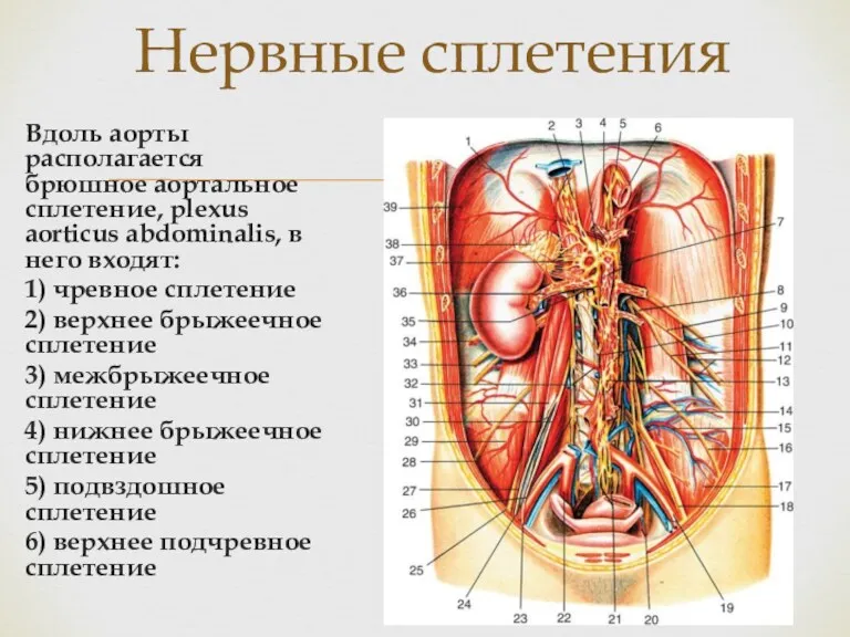 Вдоль аорты располагается брюшное аортальное сплетение, plexus aorticus abdominalis, в него входят: 1)
