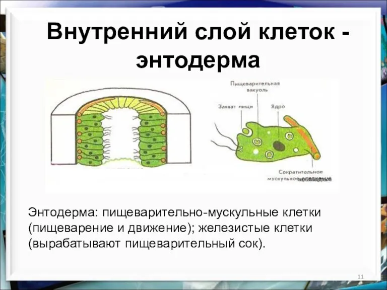 Внутренний слой клеток - энтодерма Энтодерма: пищеварительно-мускульные клетки (пищеварение и движение); железистые клетки (вырабатывают пищеварительный сок).