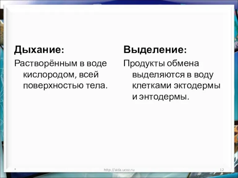 Дыхание: Растворённым в воде кислородом, всей поверхностью тела. Выделение: Продукты