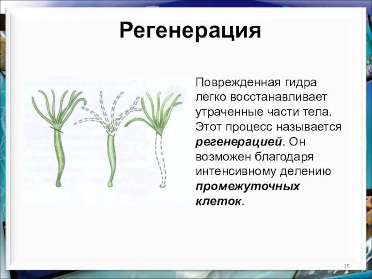 Регенерация Поврежденная гидра легко восстанавливает утраченные части тела. Этот процесс называется регенерацией. Он