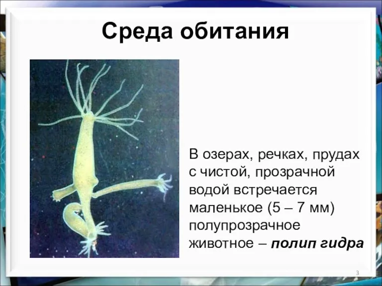 В озерах, речках, прудах с чистой, прозрачной водой встречается маленькое (5 – 7