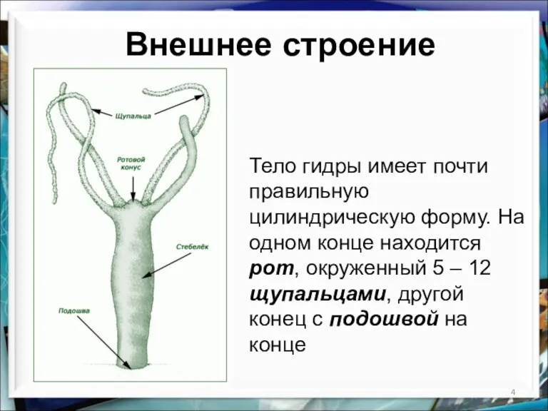 Внешнее строение Тело гидры имеет почти правильную цилиндрическую форму. На одном конце находится