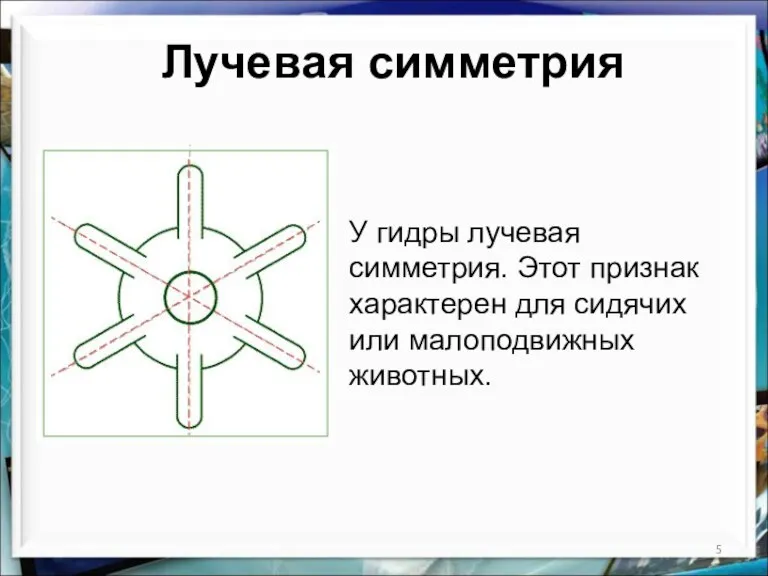 Лучевая симметрия У гидры лучевая симметрия. Этот признак характерен для сидячих или малоподвижных животных.