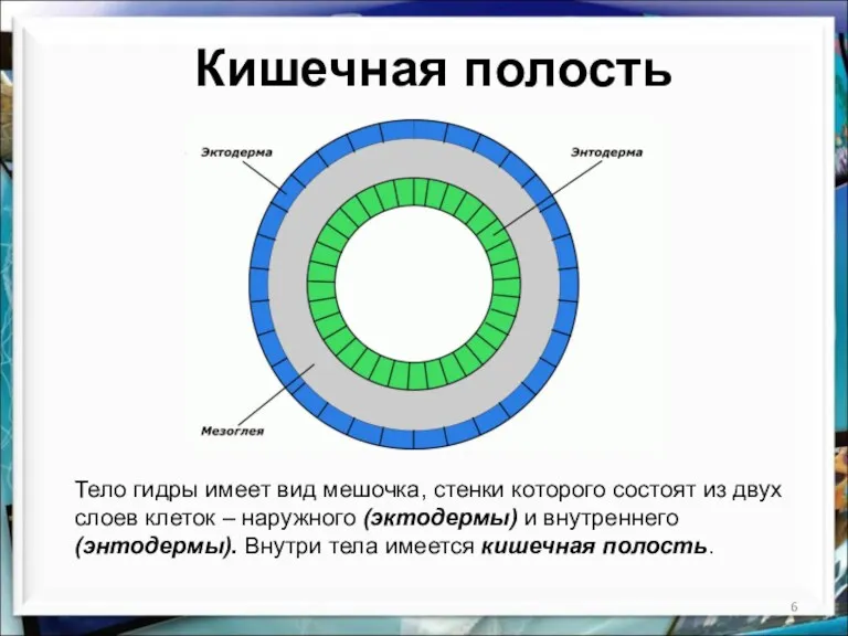 Кишечная полость Тело гидры имеет вид мешочка, стенки которого состоят