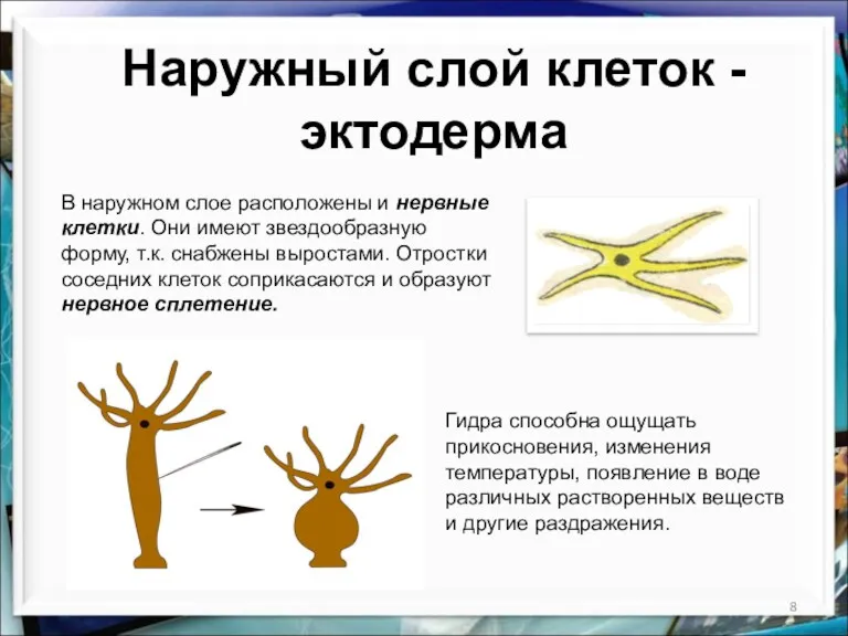 Наружный слой клеток - эктодерма В наружном слое расположены и нервные клетки. Они