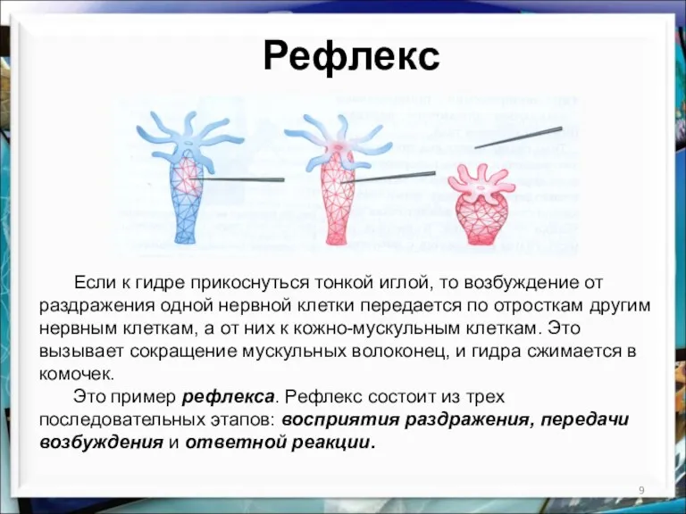 Рефлекс Если к гидре прикоснуться тонкой иглой, то возбуждение от