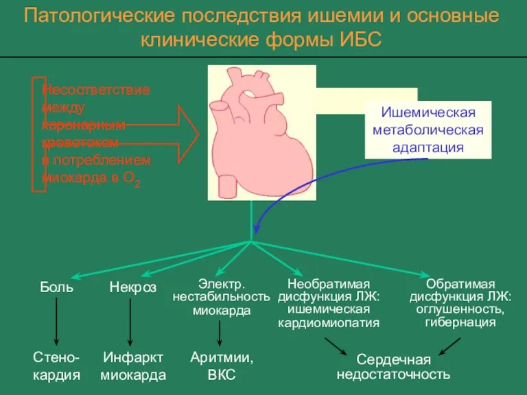 Необратимая дисфункция ЛЖ: ишемическая кардиомиопатия Сердечная недостаточность Несоответствие между коронарным