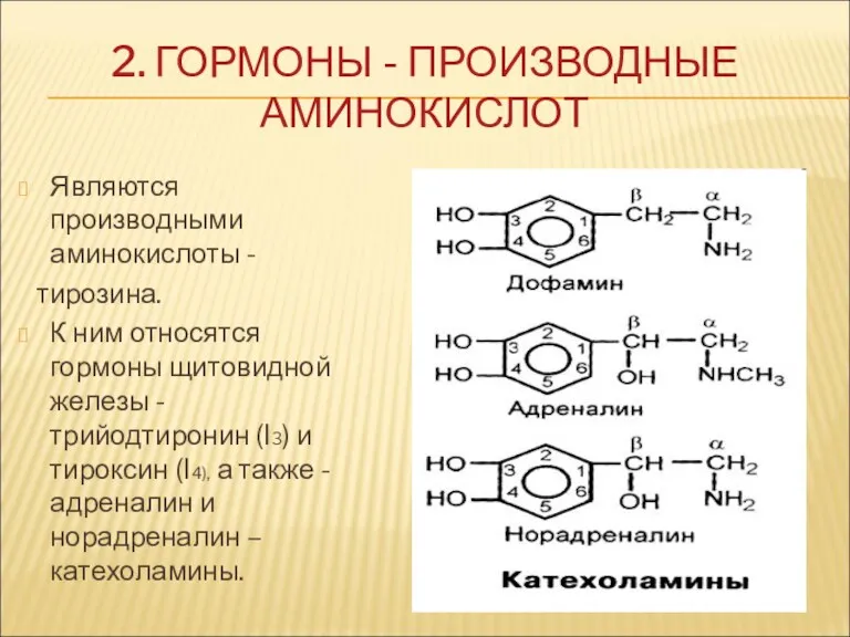 2. ГОРМОНЫ - ПРОИЗВОДНЫЕ АМИНОКИСЛОТ Являются производными аминокислоты - тирозина.