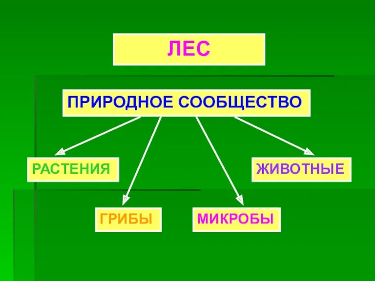 ЛЕС ПРИРОДНОЕ СООБЩЕСТВО РАСТЕНИЯ ЖИВОТНЫЕ ГРИБЫ МИКРОБЫ