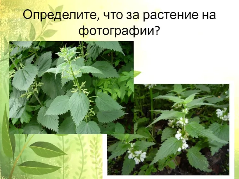 Определите, что за растение на фотографии?
