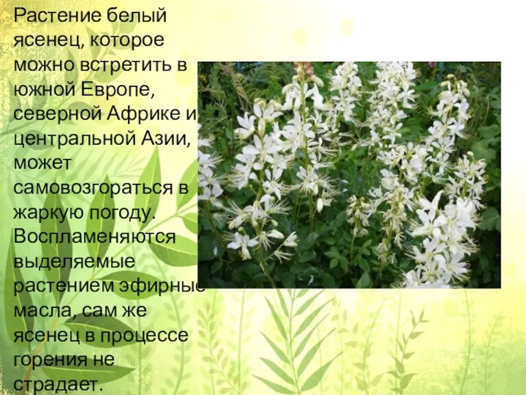 Растение белый ясенец, которое можно встретить в южной Европе, северной Африке и центральной