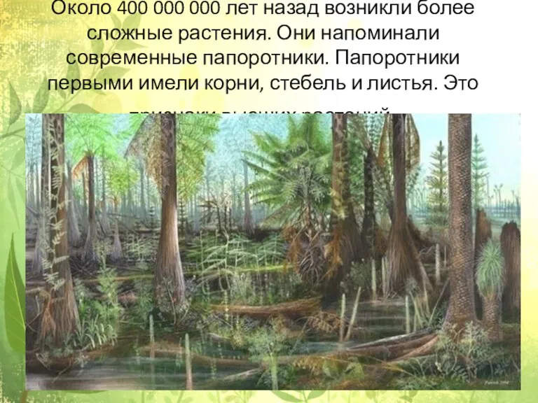 Около 400 000 000 лет назад возникли более сложные растения. Они напоминали современные