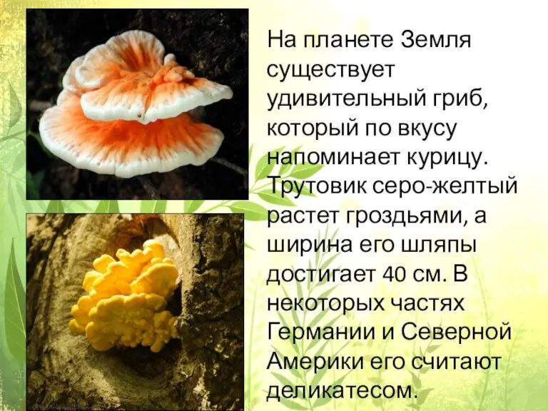 На планете Земля существует удивительный гриб, который по вкусу напоминает курицу. Трутовик серо-желтый