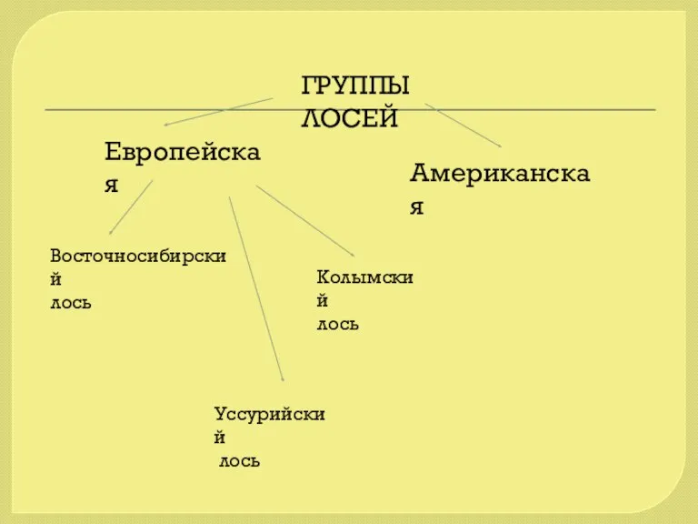 Европейская Американская ГРУППЫ ЛОСЕЙ Восточносибирский лось Колымский лось Уссурийский лось