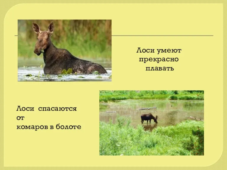 Лоси умеют прекрасно плавать Лоси спасаются от комаров в болоте