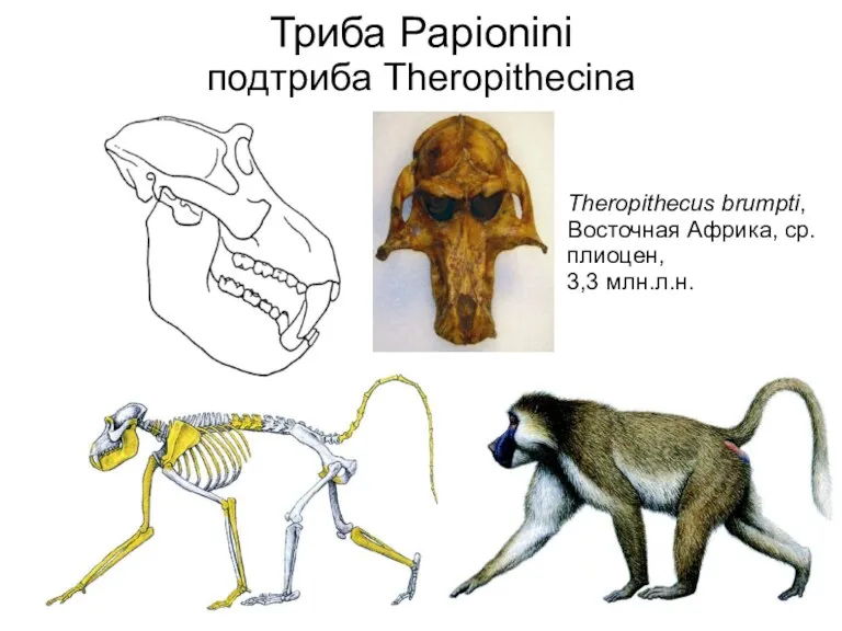 Theropithecus brumpti, Восточная Африка, ср.плиоцен, 3,3 млн.л.н. Триба Papionini подтриба Theropithecina