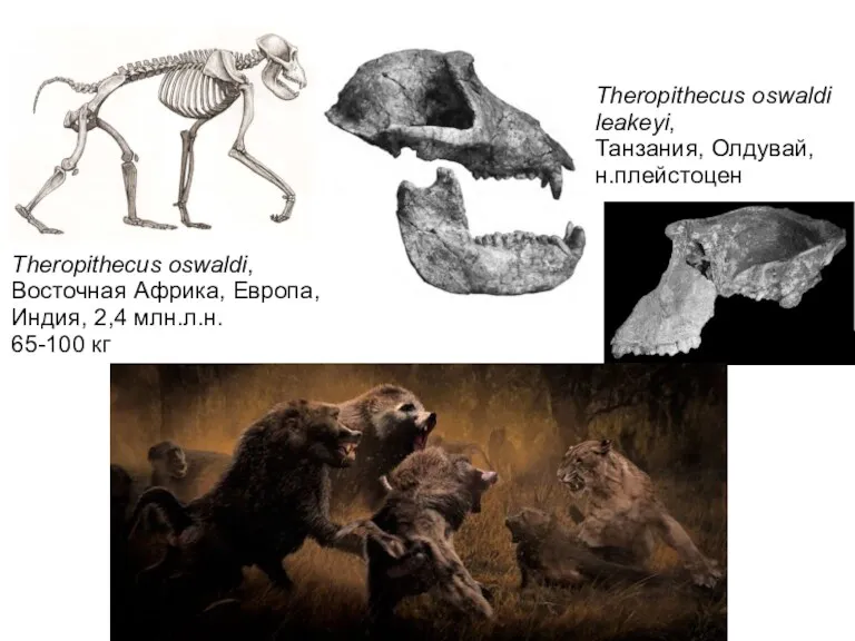 Theropithecus oswaldi, Восточная Африка, Европа, Индия, 2,4 млн.л.н. 65-100 кг Theropithecus oswaldi leakeyi, Танзания, Олдувай, н.плейстоцен