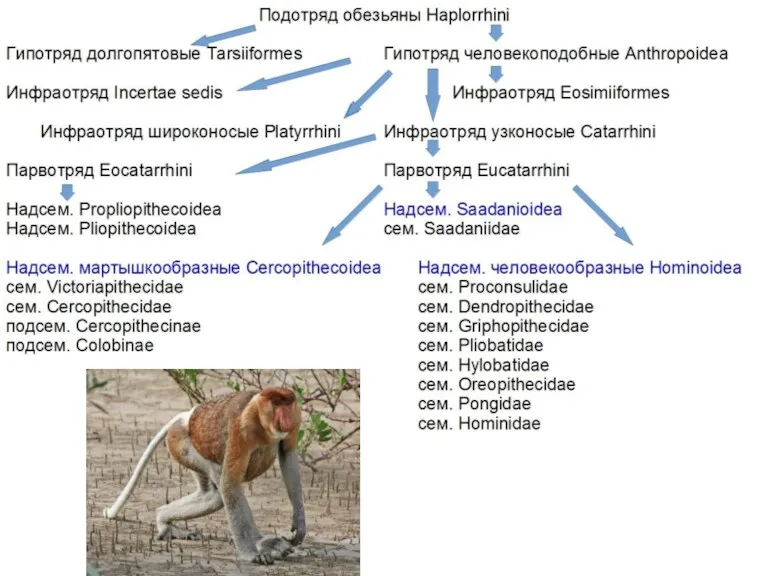 Подотряд обезьяны Haplorrhini Гипотряд долгопятовые Tarsiiformes Гипотряд человекоподобные Anthropoidea Инфраотряд