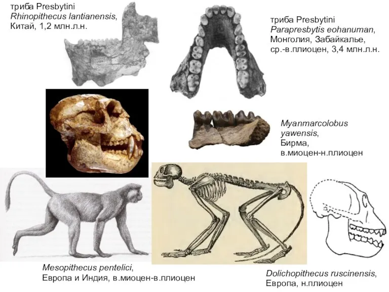 Mesopithecus pentelici, Европа и Индия, в.миоцен-в.плиоцен Dolichopithecus ruscinensis, Европа, н.плиоцен