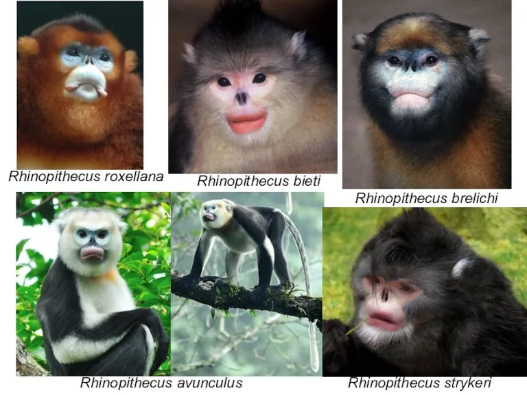 Rhinopithecus avunculus Rhinopithecus bieti Rhinopithecus roxellana Rhinopithecus brelichi Rhinopithecus strykeri